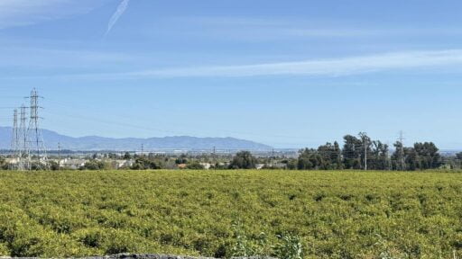 Looking over an avocado orchard in East Ventura. Thousand Oaks in the distance.